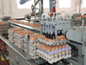 Proceso de producción de los huevos camperos Pazo de Vilane