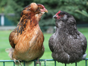Descubrindo as galiñas: galiña araucana ou mapuche