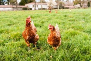 Razas de gallinas: descubre los diferentes tipos de gallinas que hay