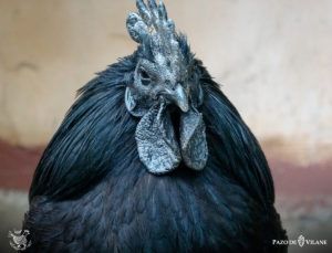 Descubriendo a las gallinas: gallina negra