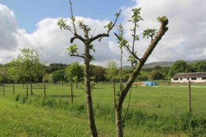 1 idea, 1 árbol: preservando la biodiversidad de A Ulloa