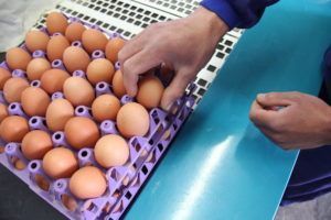Marcos, encargado da granxa de Santa Cristina: “Que as galiñas estean fóra, repercute na calidade do ovo”
