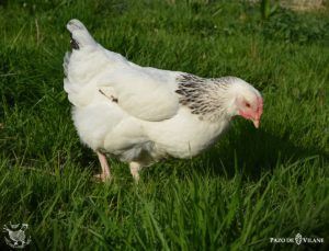 Descubrindo ás galiñas: galiña Sussex