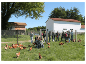 Las gallinas en libertad de Pazo de Vilane reciben visitas