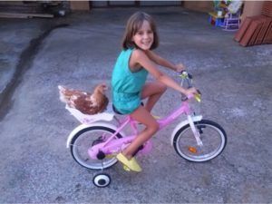 Una gallina que monta en bicicleta