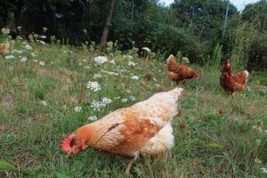 El huevo campero Pazo de Vilane nace de gallinas en libertad