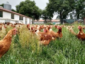 As galiñas de Pazo de Vilane gozan durante todo o ano de pastos frescos e tenros grazas ao clima de Galicia