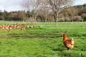 Pazo de Vilane solo produce huevos de gallinas en libertad