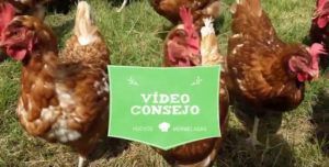 Vídeo consejo de Nuria: conservar el huevo campero