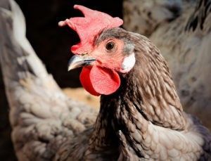 Descubriendo a las gallinas: gallina andaluza azul