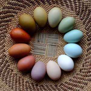 Descobre os ovos de cores