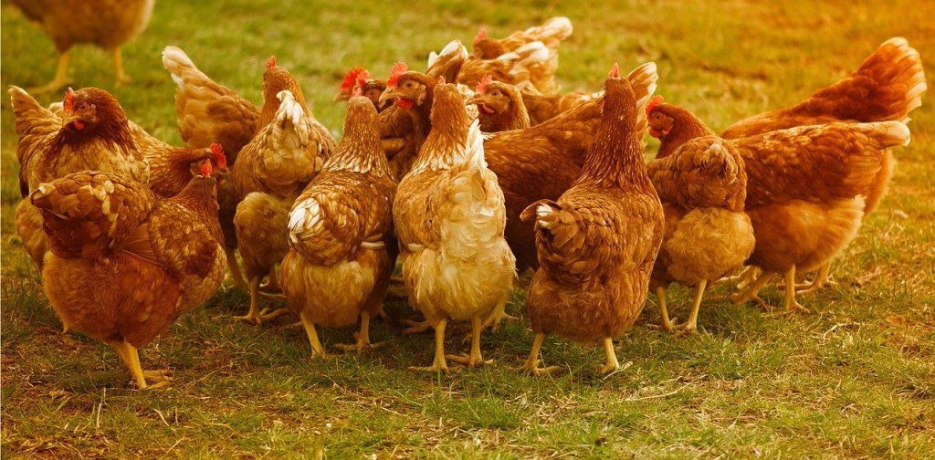 Es necesario vigilar el estrés en los gallineros para que las gallinas no dejen de poner huevos.