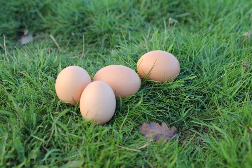 Huevos recién puestos por gallinas camperas en pasto