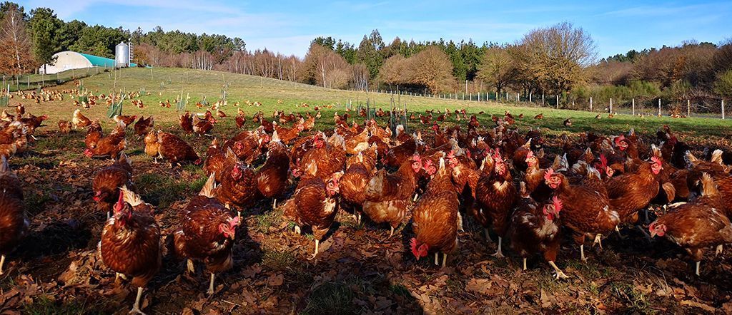 huevos de gallinas en libertad