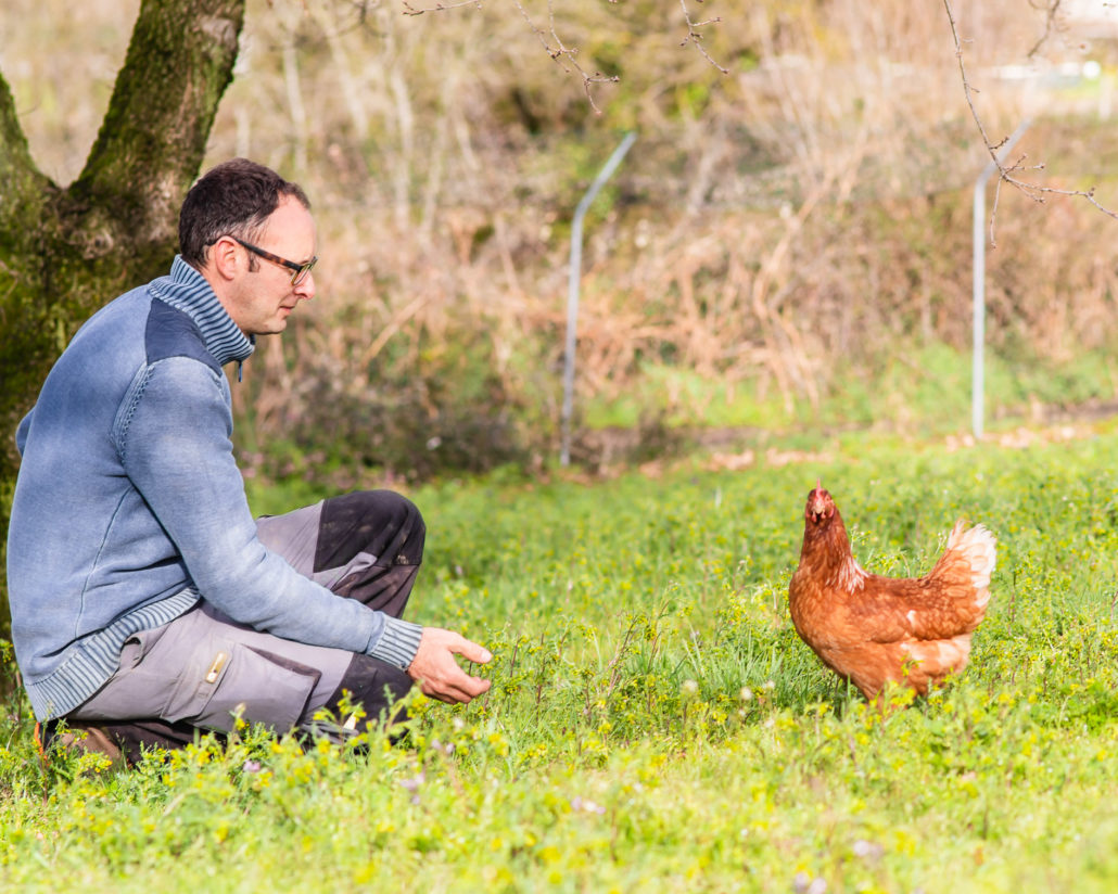 Empleado de Pazo de Vilane con gallina Isa Brown. 