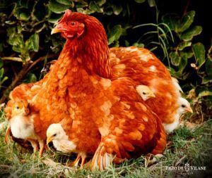 Cómo se reproducen las gallinas