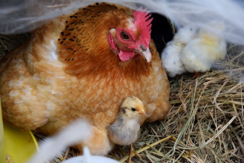 Cómo se reproducen las gallinas: fecundación e incubación