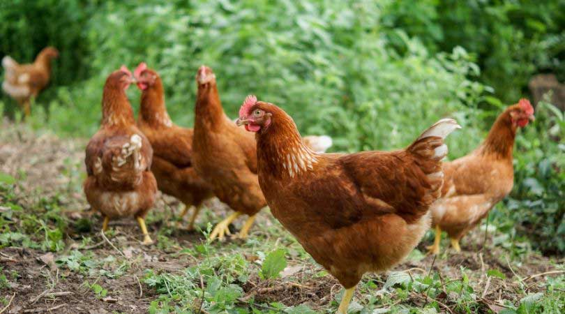 Grupo de gallinas que no ponen huevos pastando.