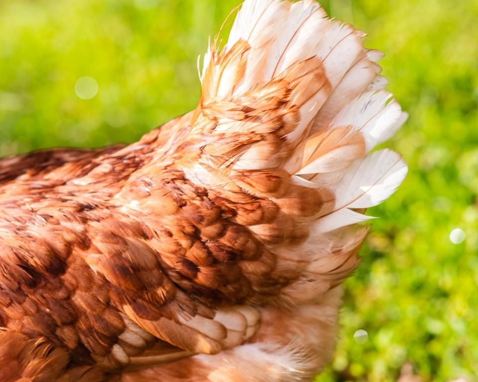 Hermoso plumaje de gallina campera Lohman Brown. La observación del plumaje es una de las normas para lograr el bienestar animal. 