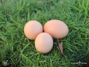 La cáscara de huevo: beneficios y utilidades
