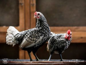 Descubriendo a las gallinas: Sebright