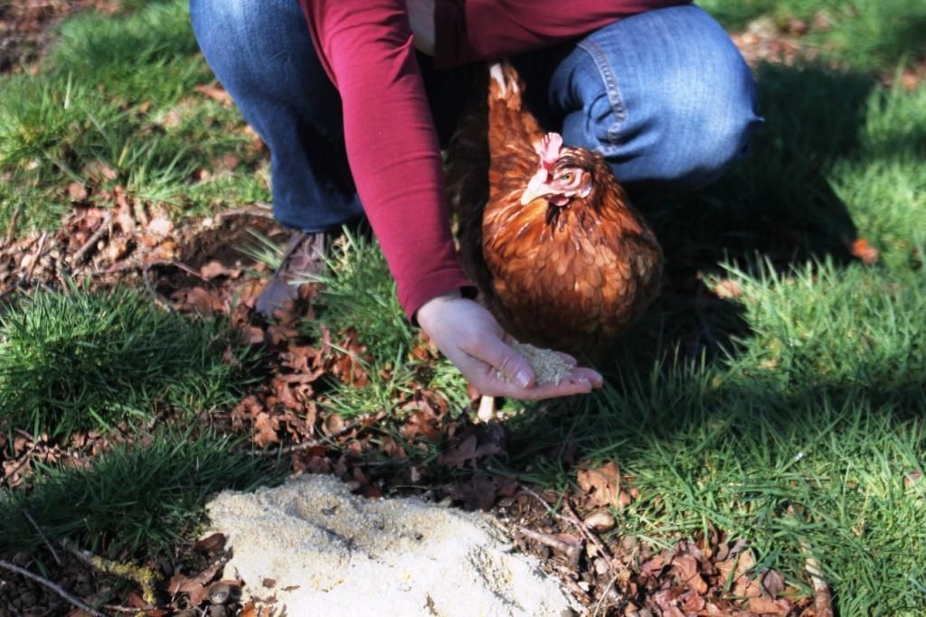 Gallina con cuidadora ofreciéndole pienso. La alimentación de las gallinas camperas es fundamental para su bienestar animal.