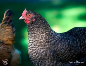 Descubrindo ás galiñas: galiña Marans