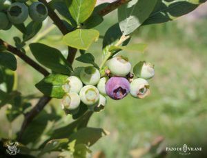 ¿Qué tipos de arándanos existen?