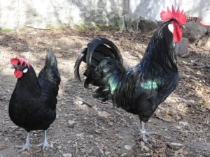 Descubriendo a las gallinas: gallina castellana negra