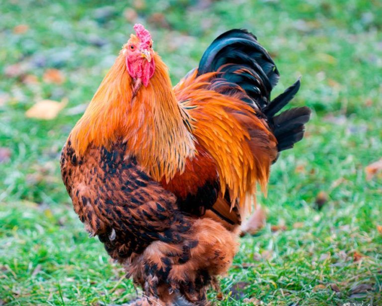 Gallina Brahma La Gallina Gigante Asiática Con Precioso Plumaje