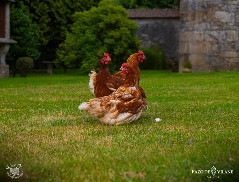 Cómo duermen las gallinas | Pazo de Vilane