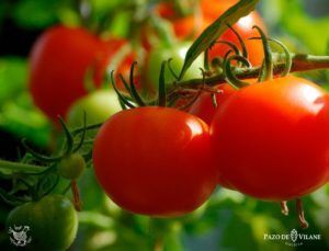Aprende como cultivar tomates con Pazo de Vilane