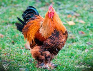 Descubrindo ás galiñas: galiña brahma