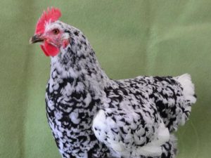 Descubrindo ás galiñas: galiña pita pinta
