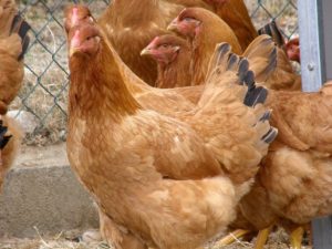 Descubrindo as galiñas : galiña de Mos