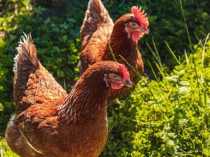 12 curiosidades sobre la cresta de las gallinas que jamás hubieras sospechado