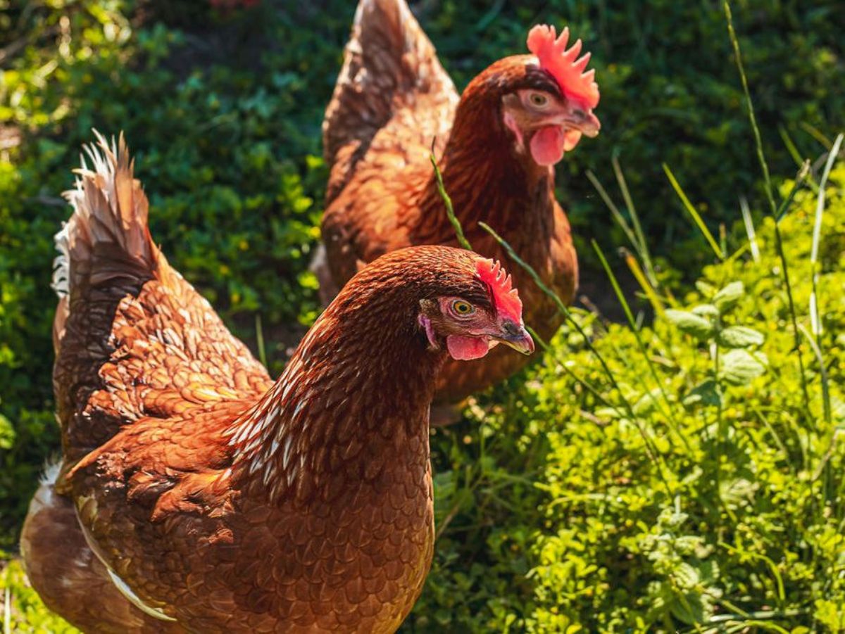 Cresta de las gallinas: 12 curiosidades que te sorprenderán