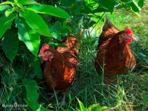 Pazo de Vilane participa en el proyecto FUNTRAPA, que investiga el uso de hongos parasiticidas para cuidar la salud de las gallinas camperas