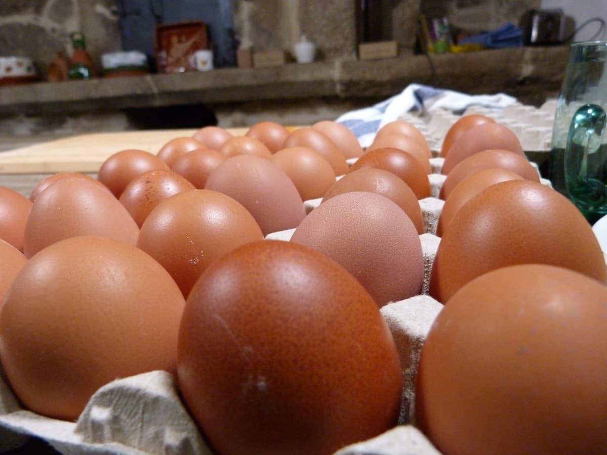 Huevos frescos: cómo elegirlos y conservarlos más tiempo
