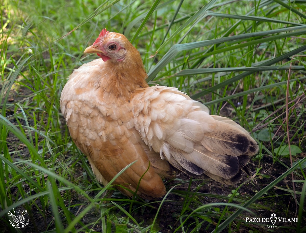 Descubriendo a las gallinas: gallina serama, posiblemente, la más pequeña del mundo