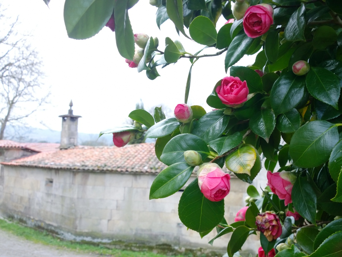 Magnolia en flor no Pazo de VIlane