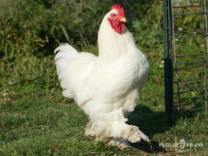 Descubrindo ás galiñas: galiña Cochinchina