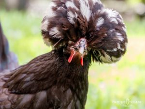 Descubriendo a las gallinas: Gallina polaca