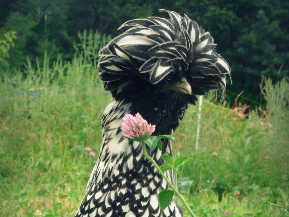 Gallina polaca, con su característico casquete de plumas