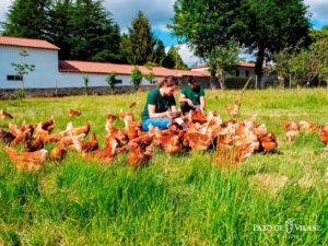 Granxas avícolas: tipos e principais diferenzas