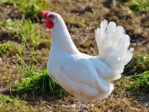 Galiña Leghorn: a mellor poñedeira de ovos brancos
