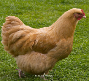 Gallina Orpington: una gallina “redondita”