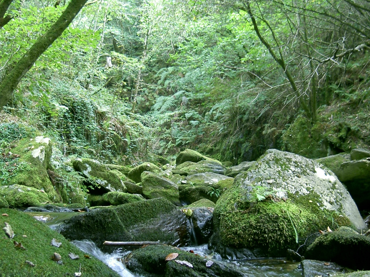 Bosque galego