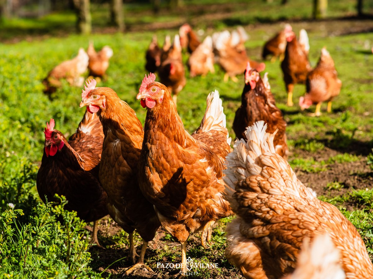 Gallinas más ponedoras: ¿qué gallinas ponen más huevos?