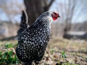 Descubriendo a las gallinas: gallina Wyandotte o American Sebright